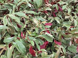 Image result for Excoecaria