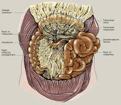 Considered to be about 60% of the intestine in man, but veterinary anatomists usually refer to it as being only. Anatomy Of The Small Intestine Sciencedirect