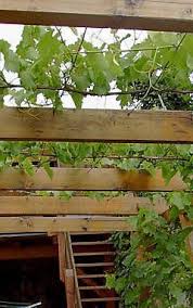 Pergola Erziehung Wein Wein Garten Laubengang Pergola Beleuchtung