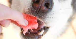 Now you might be thinking, can dogs eat watermelon? our beloved pets always want a piece of what we have, and it can be hard to deny those sad puppy dog eyes. Can Dogs Eat Watermelon Petfinder