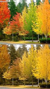 What Fall Autumn Trees Look Like To Some With Color Vision Deficiency Cvd Or Colorblindness Color Vision Color Blind Color Vision Deficiency