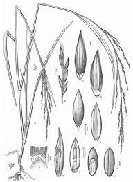 Image result for Panicum pilgerianum