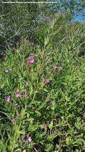 Image result for Epilobium hirsutum