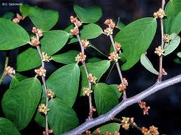 Image result for Cleistanthus