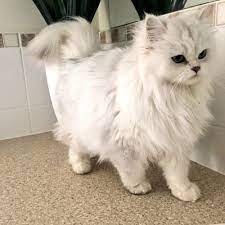 Beautiful Fluffy Cat Walking By Cats Pets Kitten Care