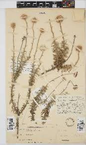 Image result for Anisopappus kirkii