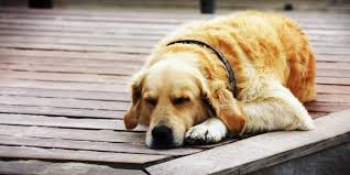 Рак у собак. Причины. Симптомы. Лечение.