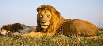 Image result for lion in mikumi national park