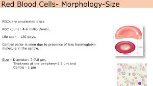 Failure to absorb vitamin b12 due to intrinsic factor deficiency leads to pernicious anemia. Red Blood Cell Physiology Ppt Download