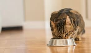 Chamomilia can be used to decrease kitten chewing, alleviating some of the signs of teething pain. Feline Stomatitis By Dr Liz Bolton Killarney Cat Hospital