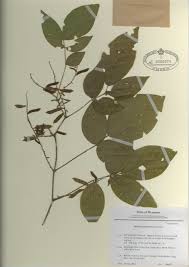 Image result for Ophrestia