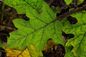 Image result for Solanum anguivi