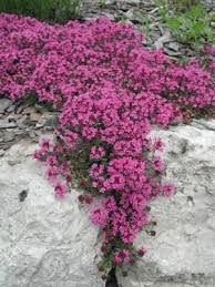 Creeping Thyme Garten Anpflanzen Pflanzen Garten