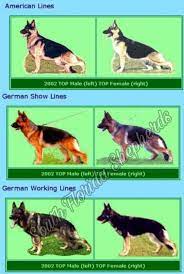 The Working Lines Are Usually Smaller Have Very Little Angulation Are Usually Only Kkl2 Permitted German Shepherd Dogs Shepherd Dog German Shepherd Puppies