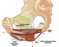 Ideally you should be able to posterior tilt. Lower Back Pain In Pregnancy Explained
