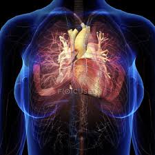 Our picks for anatomy of the heart and blood vessels. Female Chest With Heart And Bronchial Tubes On Black Background Respiratory System Illustration Stock Photo 200636240