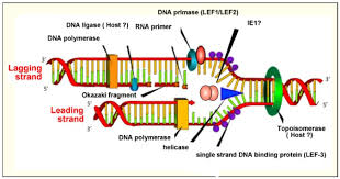 Dna Replication Diagram Get Rid Of Wiring Diagram Problem