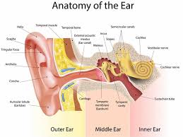Can ear hair cause a problem? Ear Hair Function Ear Hair Removal Techniques