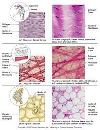 Connective Tissue Tissue Biology Anatomy And Physiology Medical Anatomy