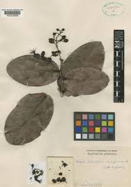 Image result for Dactyladenia gilletii