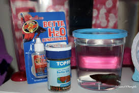 Beta Fish Supplies Beta Fish Fish Supplies Betta Fish
