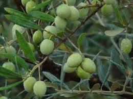Olives Vertes En Bocaux Saumure Extra Facile La Cachina Recette Olives Saumure Saumure Pour Olives