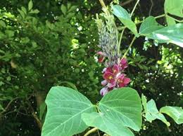 吉野本葛といえば天極堂 品質管理課のブログ 葛の花とくずまんのもりもりクッキング