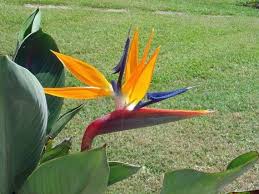 Image result for Strelitzia caudata