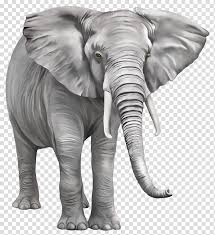 Elephant Png Transparent Background Png Cliparts Free Download Hiclipart Pngkit selects 768 hd elephants png images for free download. elephant png transparent background png