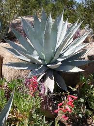 Like aloe vera, the juice from the core of the leaves of aloe ferox is also used in treating burns, wounds, lacerations and other skin irritations, when applied as a poultice. Aloe Vera Cactus Bild Von Desert Botanical Garden Phoenix Tripadvisor