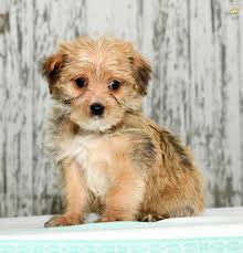 Lancaster puppies has morkie puppies for sale. Benji Morkie Puppy For Sale In Fredericksburg Oh Buckeye Puppies