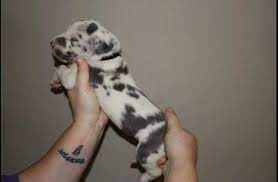 Male and female great dane pure breed pups. Ckc Euro Great Dane Puppies For Sale In Raleigh North Carolina Classified Americanlisted Com