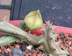 Image result for Piaranthus atrosanguineus