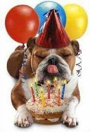 Pin By Mallory On English Bulldog Bulldog Happy Birthday English Bulldog Puppies Bulldog Puppies