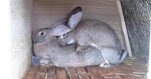 امر غريب يحدت لذكر الأرانب بعد تلقيح ألأنتى يعرفوه مربين الأرانب فقط Animals