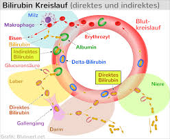 Bilirubin Tbil Was Bedeutet Der Laborwert