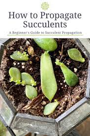 Propagating Succulents Leaves And Stems In 5 Simple Steps My Tasteful Space Propagating Succulents Succulents Succulent Species