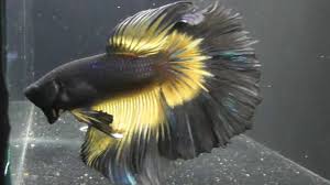 On the cusp of turning 18 and trying to find her place in the world, charlie watson discovers bumblebee. Halfmoon Bumblebee Black Disponible En Fish Betta Madrid Youtube