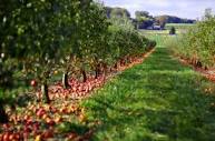 Top 5 North Country Farms for Apple Picking