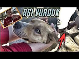 Butun Kopeklere Uyuz Asisi Vurduk 6 Kopek Youtube