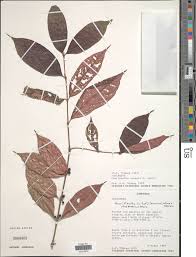 Image result for Pauridiantha