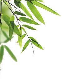 Leaves Bamboo Leaves Bamboo Leaves Leaves Bamboo