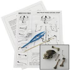 owl pellets kit for classroom use complete study