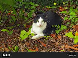 Tuxedo domestic shorthair black and white. Green Eyed Black Image Photo Free Trial Bigstock