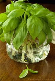 How To Root Basil From Cuttings Recipe Herbs Propagate Basil Plants