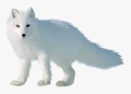 Looking for more arctic fox transparent png clipart, like fox reflector png,baby fox png,star fox png. Transparent Foxes Clipart Arctic Fox Transparent Background Hd Png Download Kindpng