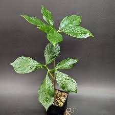 Image result for Amorphophallus richardsiae