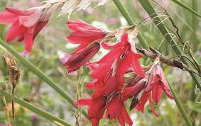 Image result for Dierama parviflorum