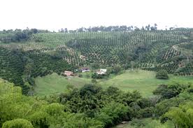3 Reasons Why You Should Care About Coffee Growing Regions Flavors Of Bogota