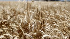 Texas Tech experts tout importance of farm bill to ag research